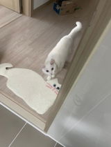 lulumoming review photo