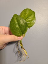 B.P. review photo