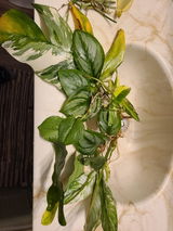 B.P. review photo