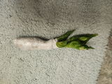V.S. review photo