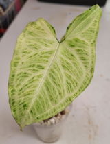 A.P. review photo