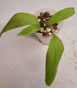 A.P. review photo