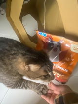Paw review photo