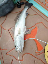 Roberto Nardini review photo