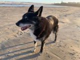 Brenton W review photo