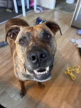 Roxy review photo