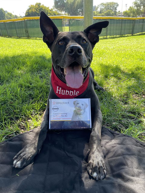 Cancer Screening Test for Dogs - Premium
