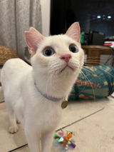 匿名 review photo