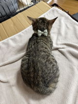 シ. review photo
