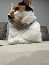 シ. review photo