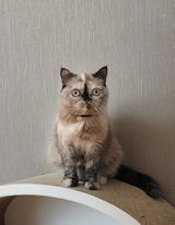 匿名 review photo