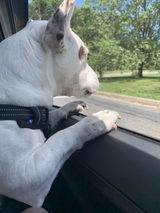 Howard Prohaska review photo