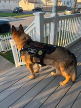 k9_Tambo review photo
