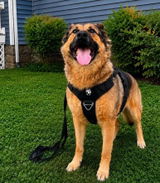 k9_Tambo review photo