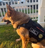 k9_Tambo review photo