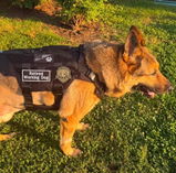 k9_Tambo review photo