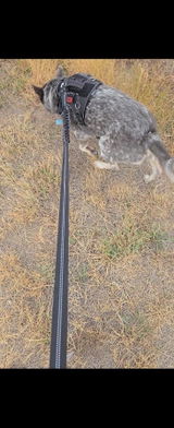 Coal Creek Canine Co. review photo