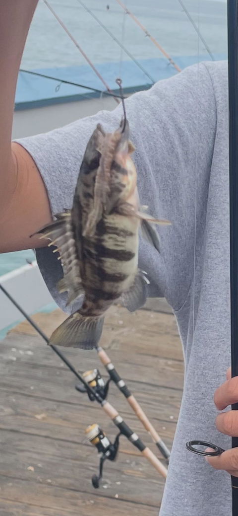 Dried Lugworm : #1 Bait for Surf & Pier