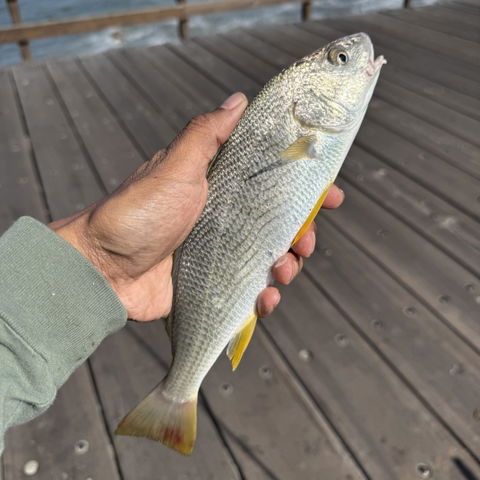 Dried Lugworm : #1 Bait for Surf & Pier