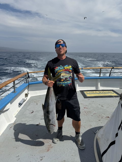 O.B.E Premium Bait Black Tee (G640 Softstyle)