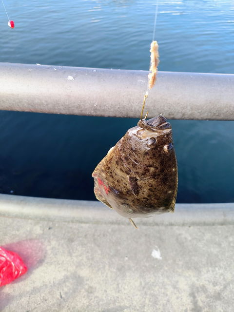 O.B.E Premium Dried Lugworms | Saltwater Fishing Bait