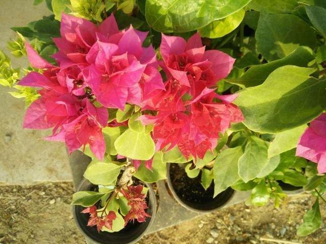 Customer photo 1