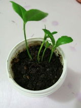 James Wilson review photo