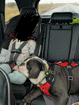 Monty the 70lb bulldog. review photo