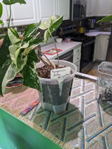 Monstera Adansonii Yellow Variegated