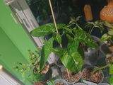 Monstera Adansonii Mint Variegated