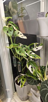 Monstera Adansonii Albo Japan Variegated