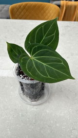 Anthurium King Of Spades (Small Size)