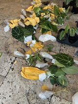 Syngonium Ciapense Variegated