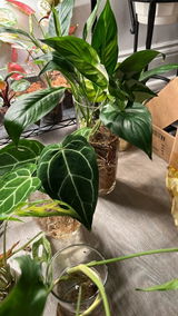 Syngonium Pink Spot Variegated