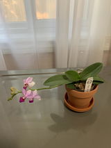 Lien Luu review photo