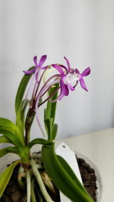 Amina review photo