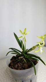 Amina review photo