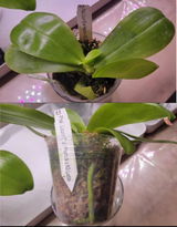 Olga Z. review photo