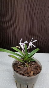 Amina review photo