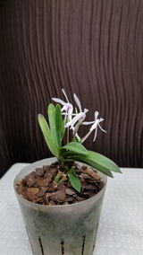 Amina review photo