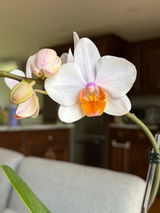 Shari review photo