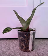 D.V. review photo