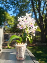 A.Y. review photo