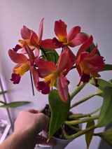 Mary review photo
