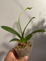 JayCer review photo