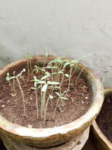 Mohsin review photo
