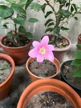 Pushpak Das review photo