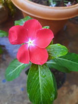Shwetha a s review photo