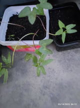 Md Naushad . review photo