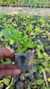 Barjora Nursery review photo
